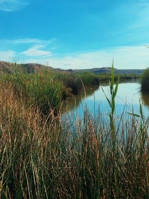 Marsh at Spring Canyon