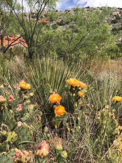 Prickly Pear with yellow flowers and green pads blooming along the trail.
