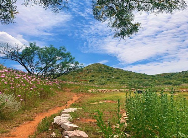 Mesquite Trail and pink basket flowers in the summer with blue skies.