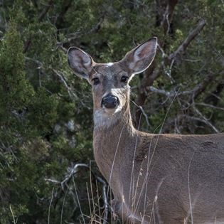 Mule Deer, brown with large ears standing in green plants.