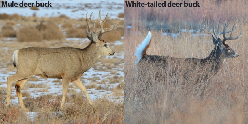 Side view of mule deer and whitetail dear