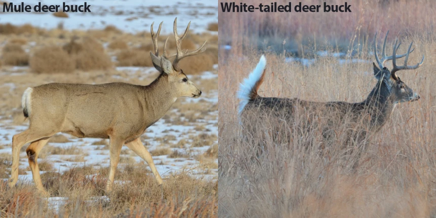 Side view of mule deer and whitetail dear Side view of mule deer and whitetail dear