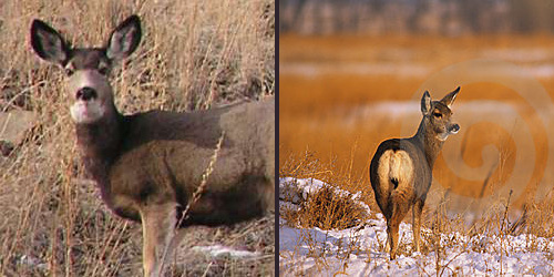 Image of Mule deer