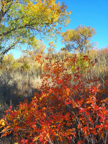 Fall colors along the Mullinaw Trail of orange, yellow, green.  It is a sunny day with blue skies.  The cottonwood trees are turning from green to yellow and bushes are red.
