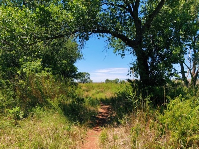 Large green Cottonwoods along the reddish dirt trail with a blue sky and white clouds.