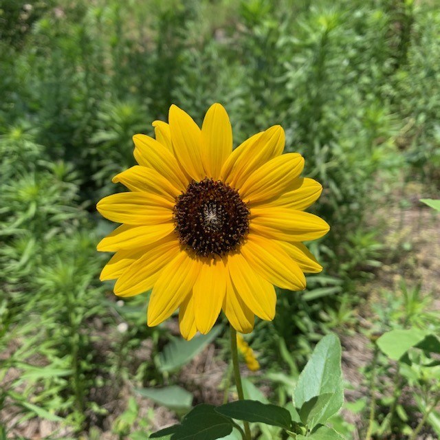 A yellow and brown sunflower blooming.