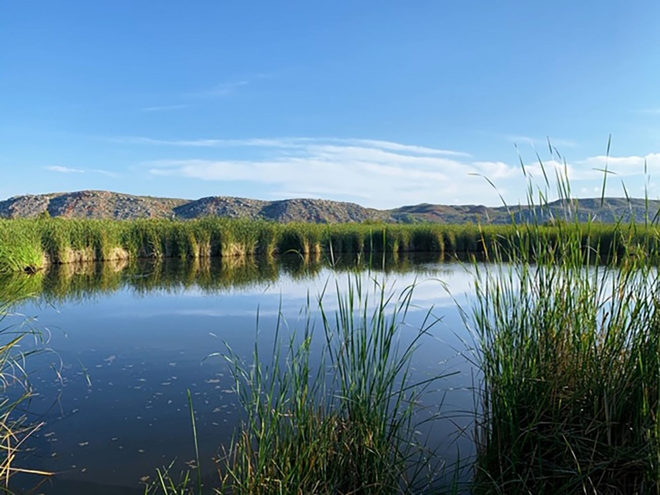 A wetlands habitat at Spring Canyon
