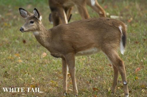 young white tail deer