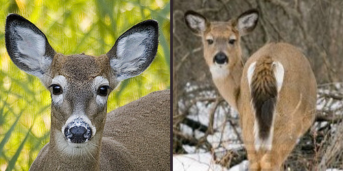 Image of Whitetail deer