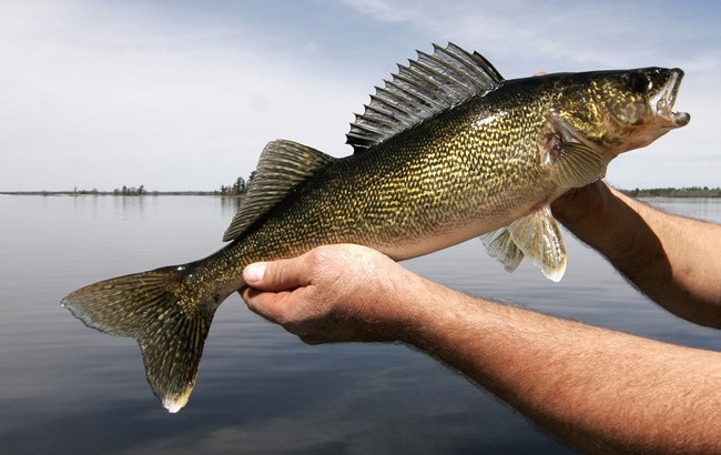 Large fish being held up by two hands overlooking a lake.