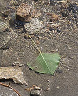 Aspen leaf on the river edge at Spring Canyon.