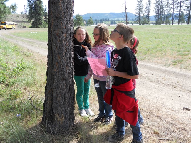 Students study a tree during Discovery Days.