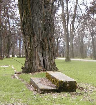 Concrete steps in the grass, next to a tree.