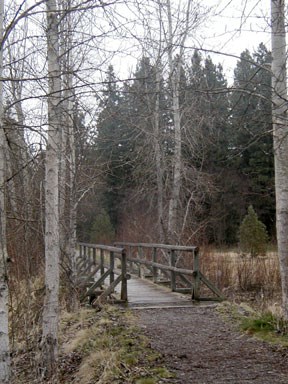 Wooden pedestrian trail bridge with leafless, white birch on either side.