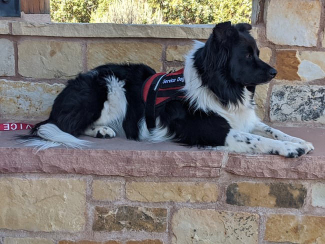 A black and white fluffy service dog sits on a wall, wearing a working vest and leash.