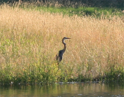Great blue heron at Hawk Creek cove. C. Brauner/NPS Great blue heron at Hawk Creek cove. C. Brauner/NPS