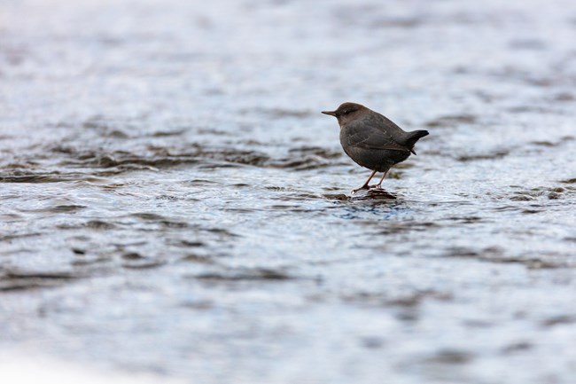 an American dipper stands in shallow water