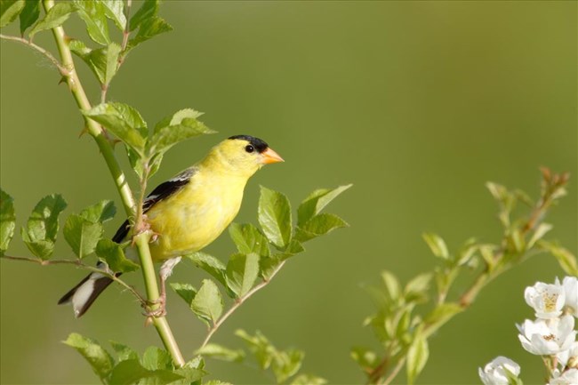 an American goldfinch sits on a leafy branch