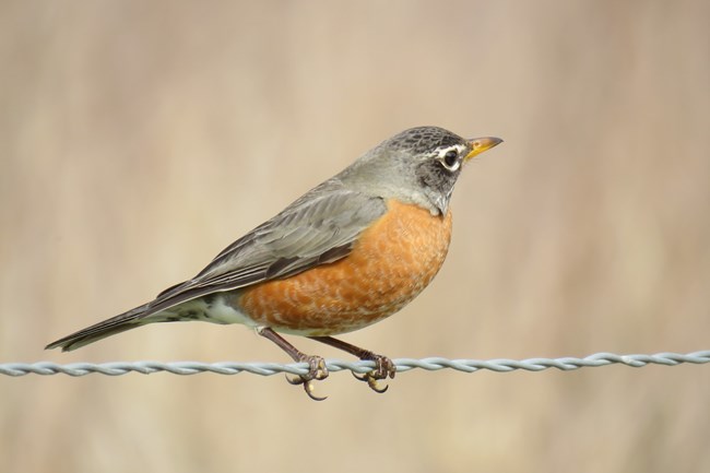 American robin tilts its head while sitting on a branch