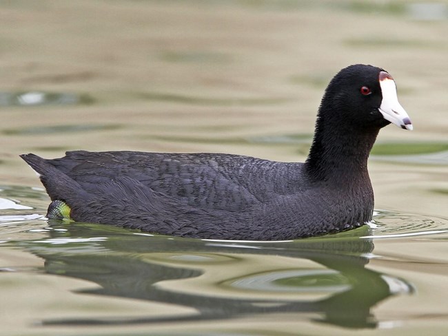 an American coot floats in the water