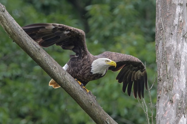 A bald eagle on a branch spreads its wings, about to take flight
