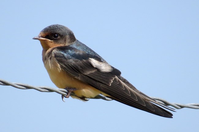 profile of a barn swallow sitting on a wire