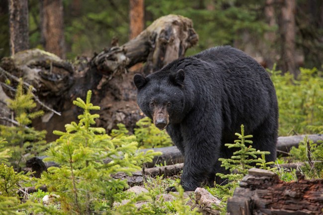 Black bear in open forest walking toward camera