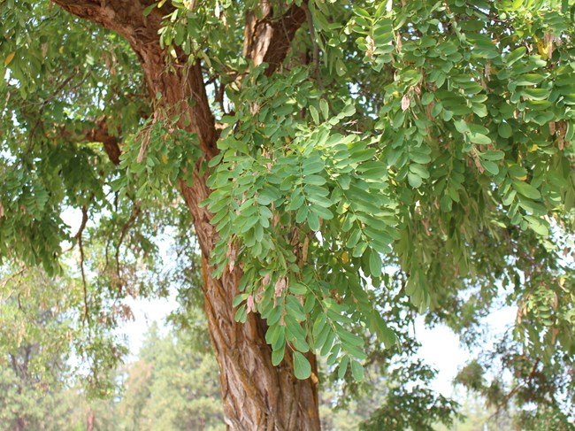 small green compound leaves of a black locust tree, with the rough bark in the background
