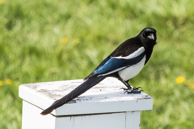 a black-billed magpie sits on a white fence