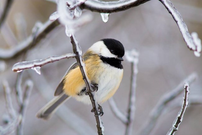a black-capped chickadee perches on a thin branch covered in ice