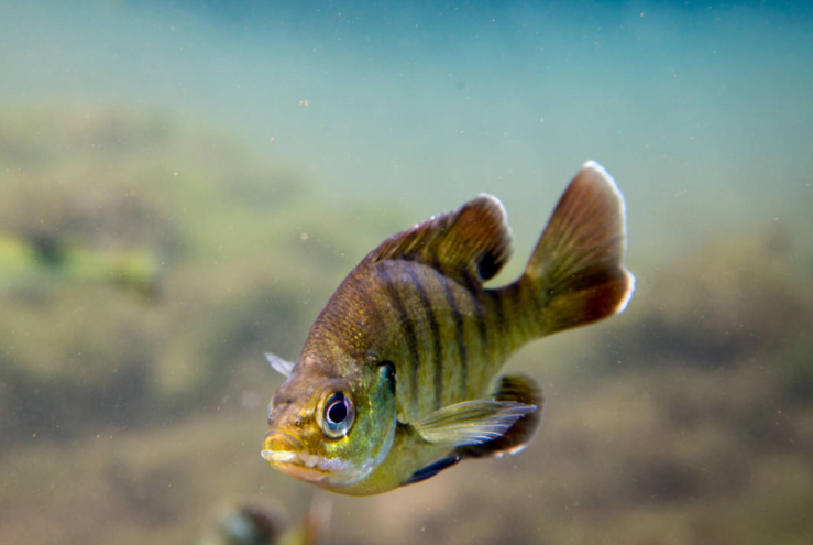 Brown and yellow striped small fish with big fins swims in murky water.