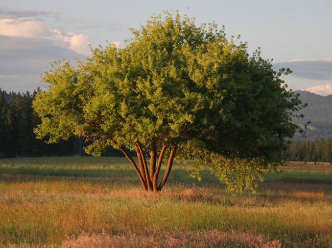 a medium-sized tree with multiple trunks and a large bush of leaves at the top