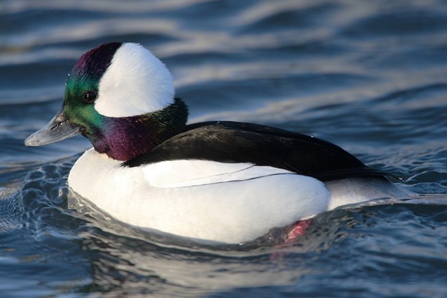 a male bufflehead floats on water