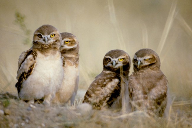 Four burrowing owls stand together in tall grass