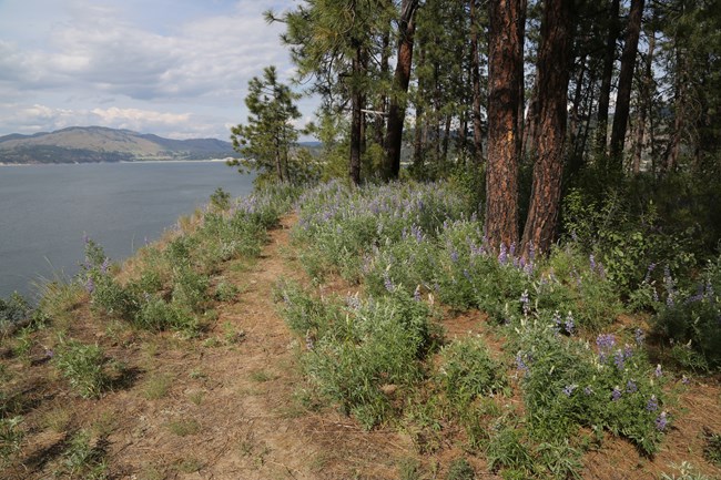 Geology - Lake Roosevelt National Recreation Area (U.S. National Park  Service)