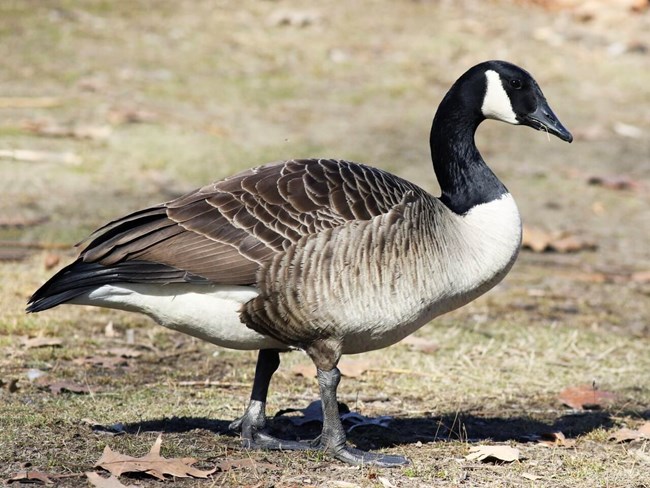 Large bodied goose with a black head and white markings and a brown body walks on dry grass and fallen leaves.