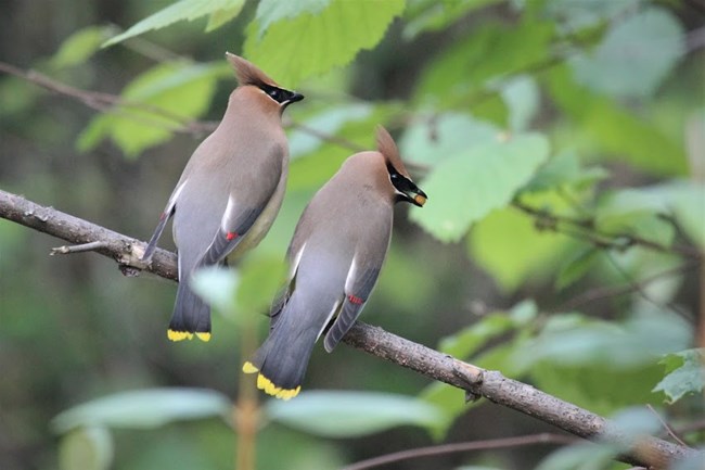 Two cedar waxwings sit on a branch, one with a berry in its beak