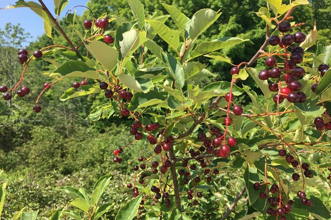 A small tree produces crimson to deep red fruit growing in clusters.