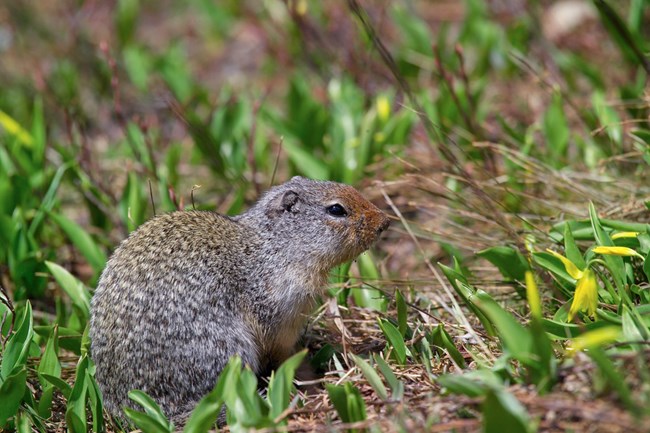 Columbian ground squirrel sitting in grass