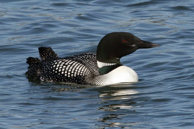 side view of a common loon floating on water