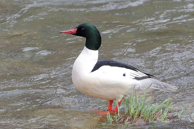 A white and black common merganser with a green head and orange feet and beak standing in shallow water