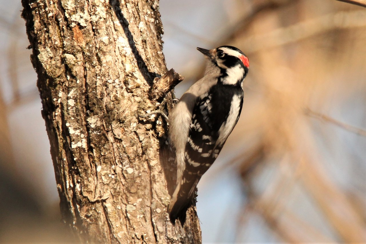 a downy woodpecker perches on a tree trunk