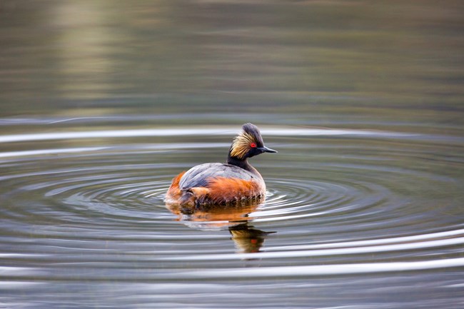 an eared grebe floats in the water surrounded by ripples