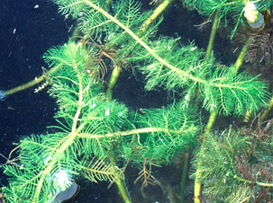 Eurasian Watermilfoil