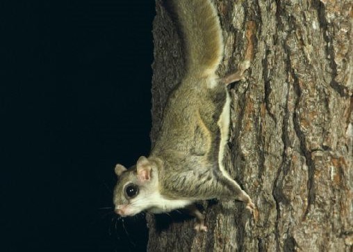a northern flying squirrel on the trunk of a tree at night