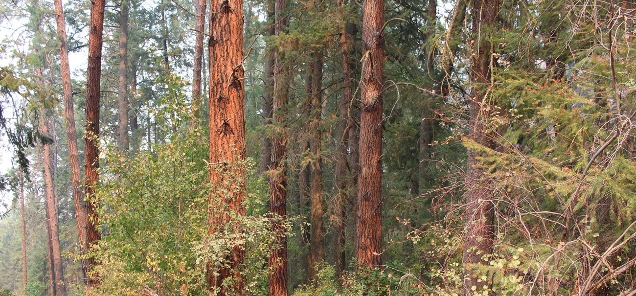 a thicket of ponderosa pine trees and brush along a path