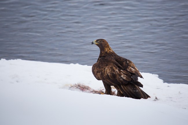 Golden eagle sits on a snowy bank of a river