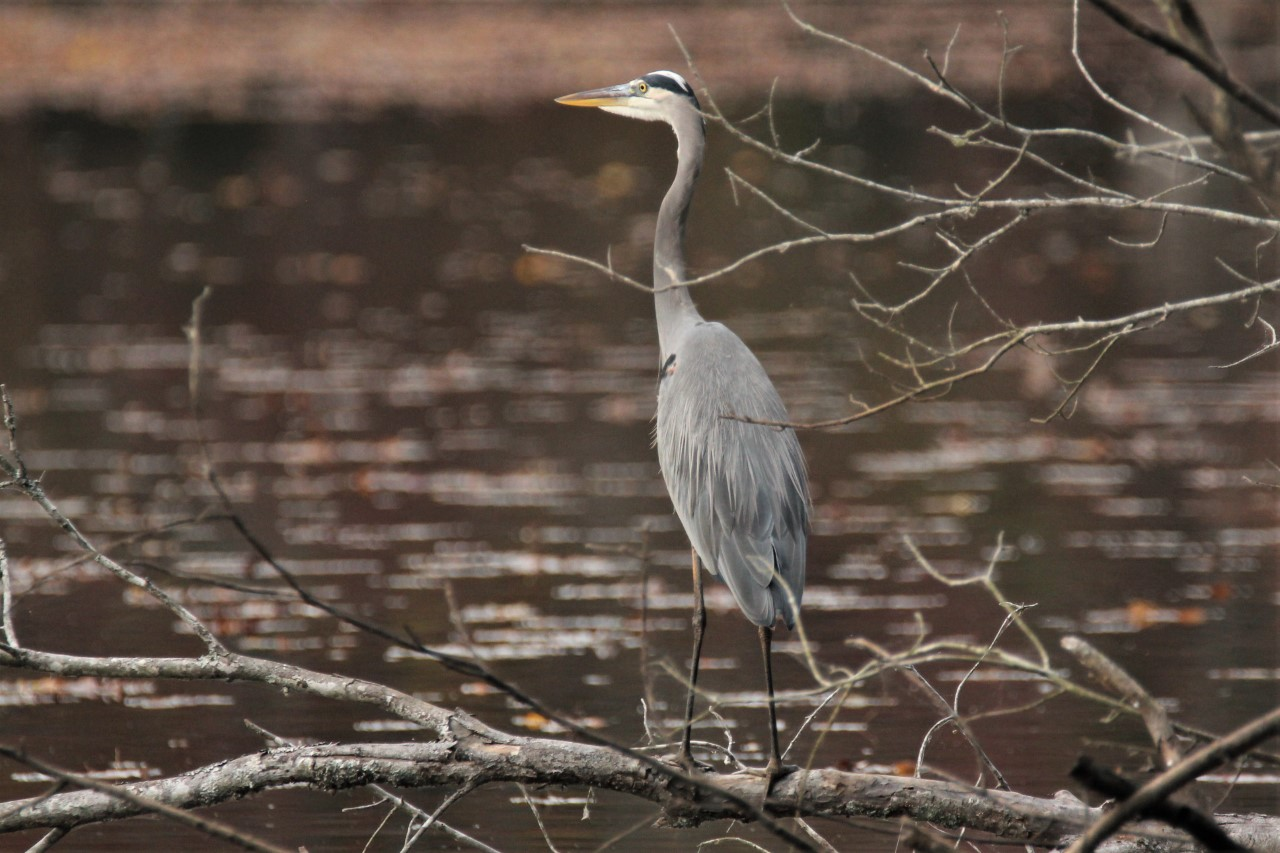 view of a great blue heron standing on a low branch near a body of water