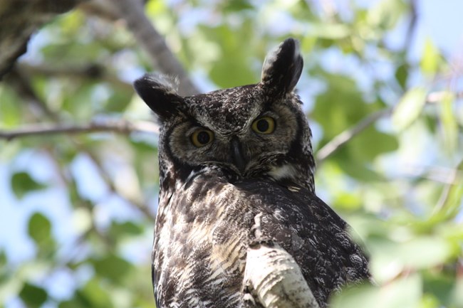 close-up of the face of a great horned owl looking down at the camera from a leafy tree