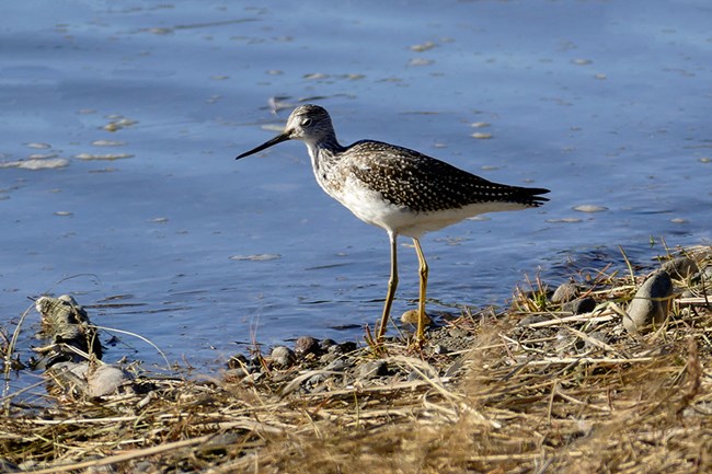 a greater yellowlegs stands on a sandy shore